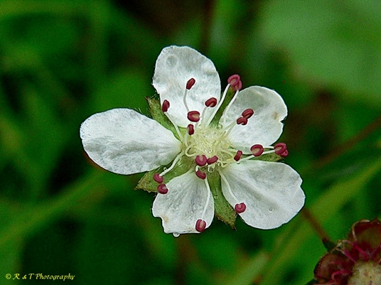 {Sibbaldia retusa}